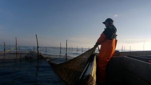 Fisherman hauling in a net from the ocean.